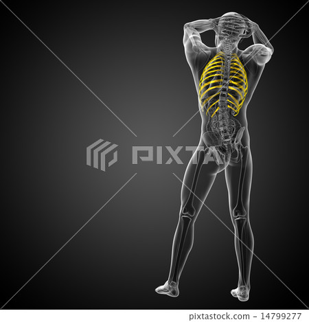 3d render medical illustration of the ribcage 3d render medical illustration of the ribcage 14799277