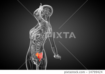 3d render medical illustration of the sacrum bone 14799424