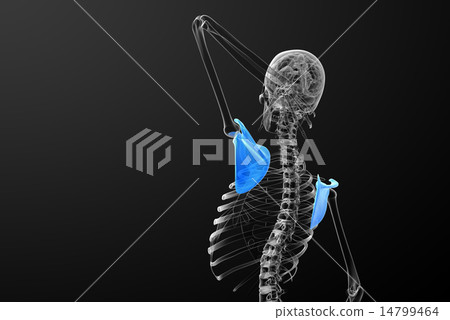 3d render medical illustration of the scapula bone 14799464