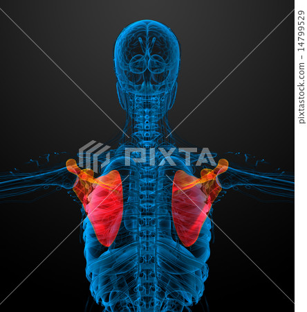 3d render medical illustration of the scapula bone - Stock Illustration ...