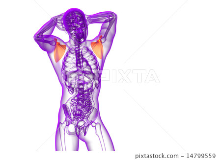 3d render medical illustration of the scapula bone 3d render medical illustration of the scapula bone 14799559