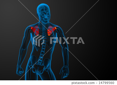 3d render medical illustration of the scapula bone 14799560