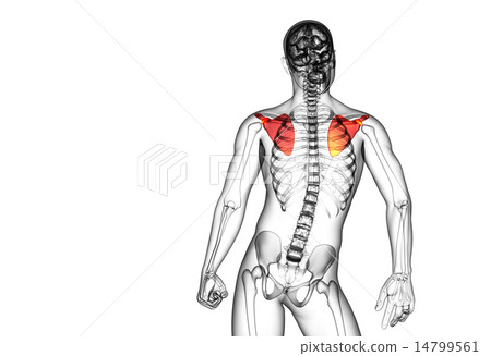 3d render medical illustration of the scapula bone 3d render medical illustration of the scapula bone 14799561
