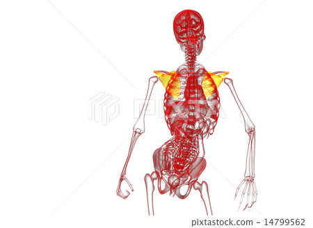 3d render medical illustration of the scapula bone 3d render medical illustration of the scapula bone 14799562