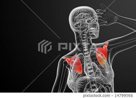 3d render medical illustration of the scapula bone 14799568