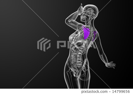 3d render medical illustration of the scapula bone 3d render medical illustration of the scapula bone 14799656