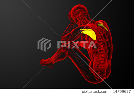 3d render medical illustration of the scapula bone 3d render medical illustration of the scapula bone 14799657