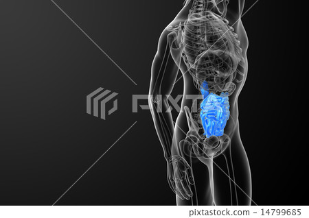 3d rendered illustration of the small intestine 3d rendered illustration of the small intestine 14799685
