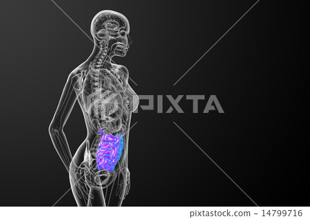 3d rendered illustration of the small intestine 3d rendered illustration of the small intestine 14799716