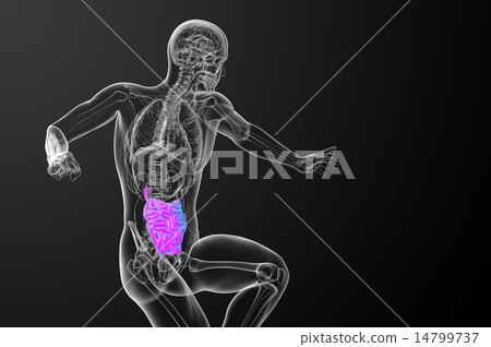 3d rendered illustration of the small intestine 3d rendered illustration of the small intestine 14799737