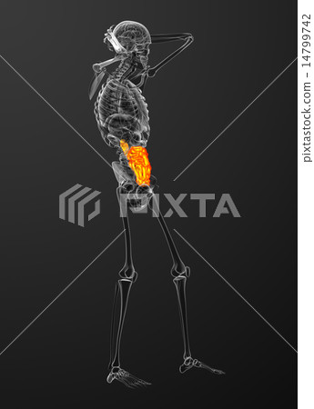 3d rendered illustration of the small intestine 3d rendered illustration of the small intestine 14799742
