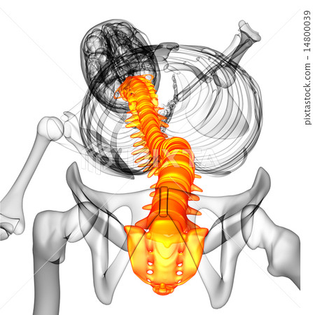 3d render medical illustration of the human spine 3d render medical illustration of the human spine 14800039