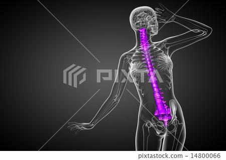 3d render medical illustration of the human spine 3d render medical illustration of the human spine 14800066