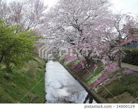 芝和櫻花 14800129