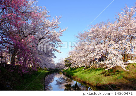 櫻花樹在Saho河（奈良 14800471