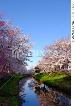 櫻花樹在Saho河（奈良 14800472