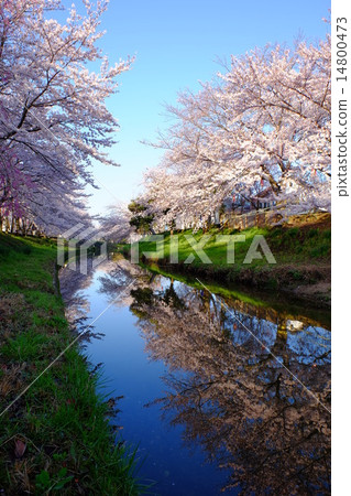 櫻花樹在Saho河（奈良 14800473