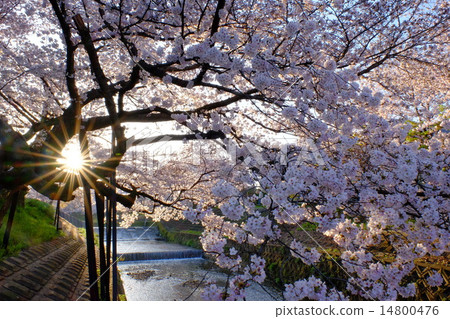 薩瓦河(奈良)的櫻花 薩瓦河(奈良)的櫻花 14800476