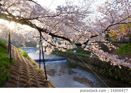 薩瓦河（奈良）的櫻花 14800477