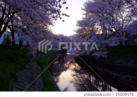 Sakogawa（奈良）的櫻花樹 14800478