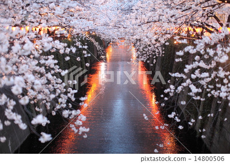 Cherry blossoms at night Cherry blossoms at night 14800506