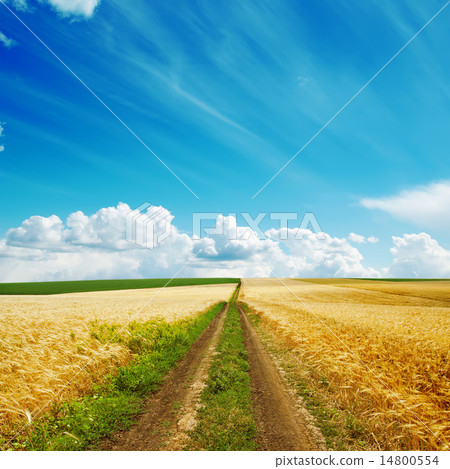 road in golden fields road in golden fields 14800554