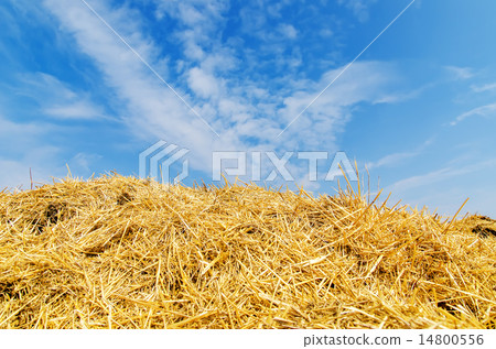 heap of golden straw under blue sky heap of golden straw under blue sky 14800556