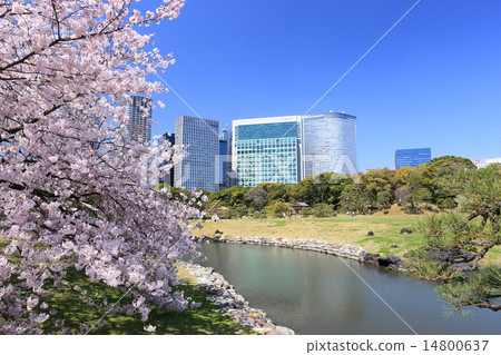 Spring Hamarikyu Palace 14800637