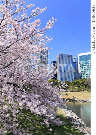 春天Hamarikyu宮 14800638