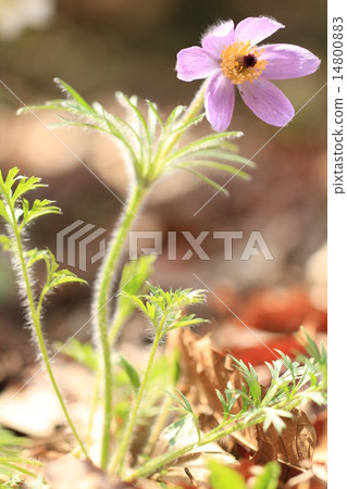 Okina grass 14800883