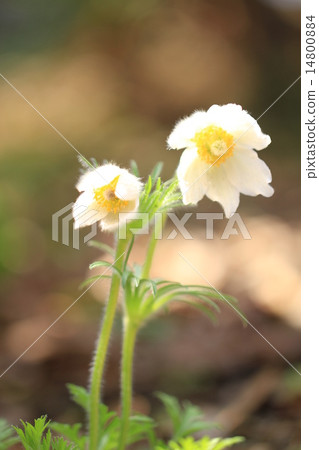 Okina grass 14800884