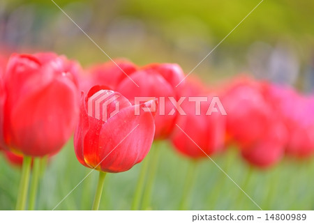 鬱金香 14800989