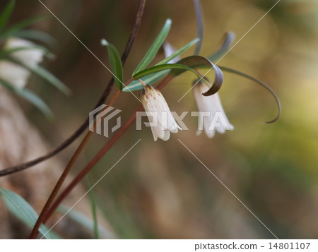 Tossakobaimo Tossakobaimo 14801107