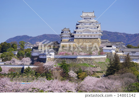 櫻花盛開的姬路城堡塔 14801142