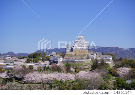 Cherry blossoms in full bloom and Himeji castle 14801144