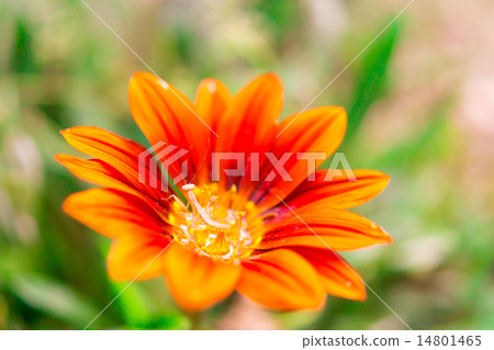 Gazania and a mantis baby 14801465