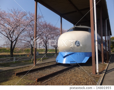 Shinkansen and cherry blossoms 14801955