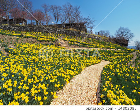 Narcissus Narcissus 14802083