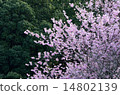 Keikaku cherry tree 14802139