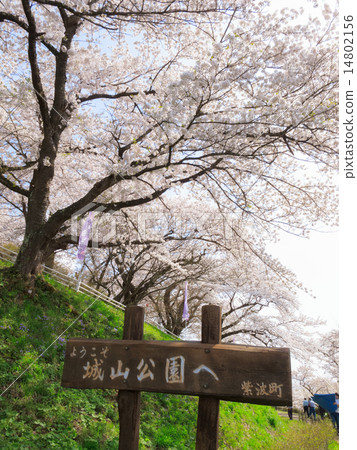 Cherry blossoms at Shiroyama Park (Shiwa Town) Cherry blossoms at Shiroyama Park (Shiwa Town) 14802156