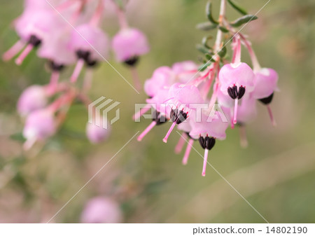 Serpent Elementa的艾略特 14802190