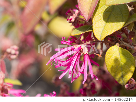 Safflower Joban Flower Flower Safflower Joban Flower Flower 14802214
