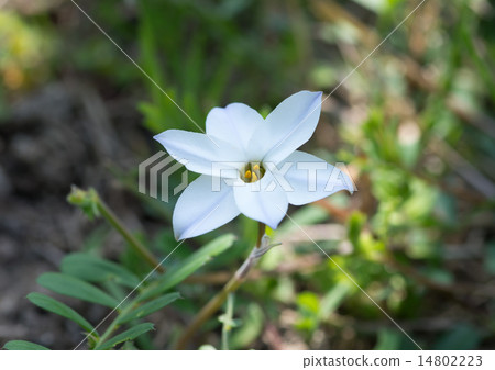 Flowers 14802223