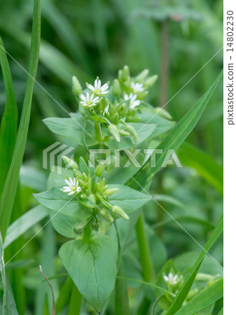 Sharp Sharp 14802230