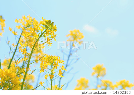 藍天和油菜花 14802393