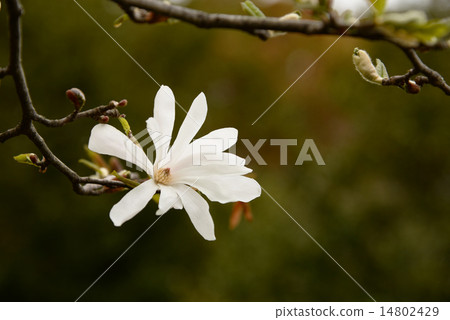 Kobushi Shidokobushi白花 Kobushi Shidokobushi白花 14802429