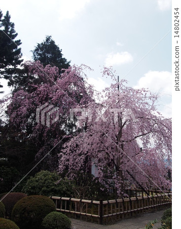 Buddhist cherry blossoms of Kanemura 14802454