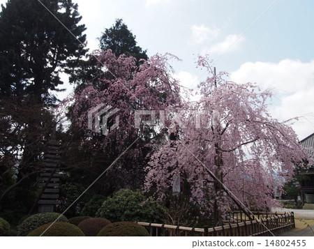 Buddhist cherry blossoms of Kanemura 14802455