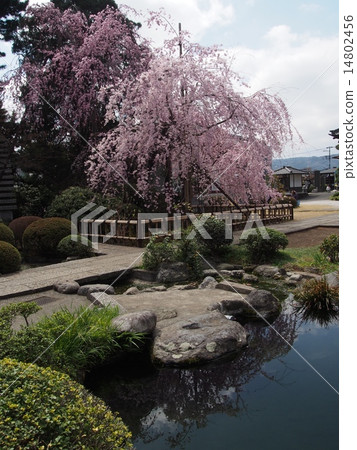 Buddhist cherry blossoms of Kanemura 14802456