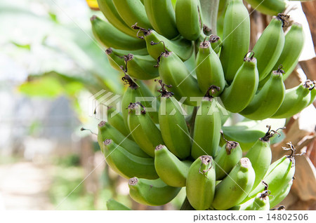 藍香蕉 14802506